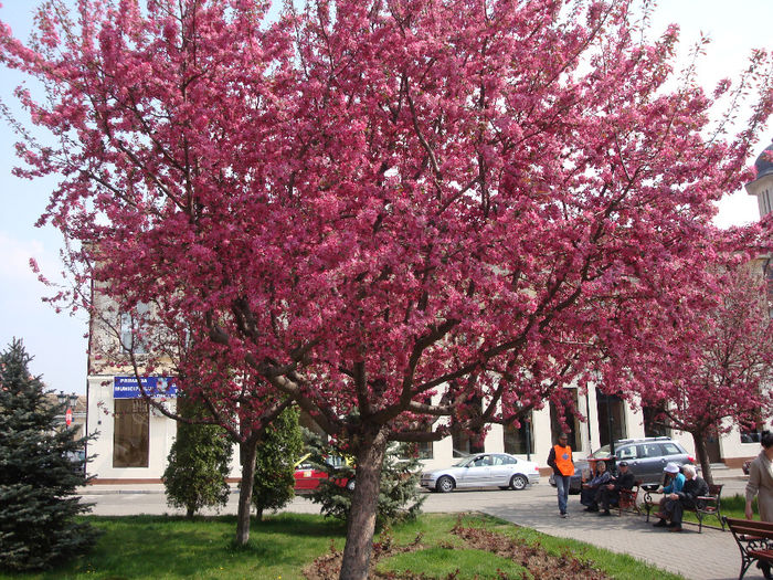 Malus × purpurea  (E.Barbier) Rehder 1920 - Malus