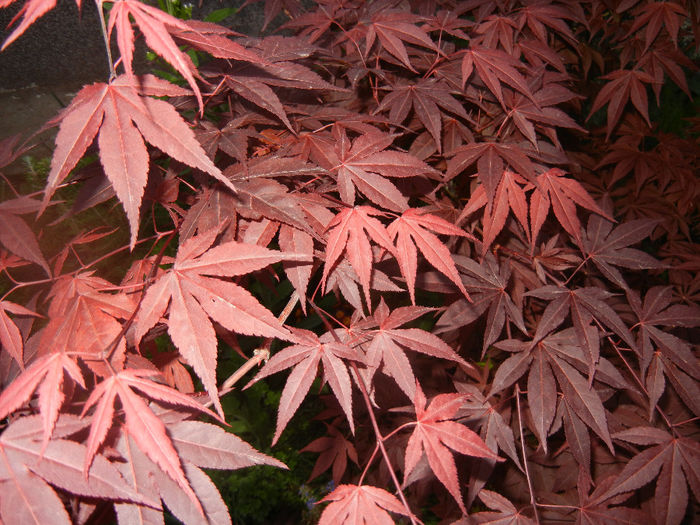 Acer palmatum Bloodgood (2014, Apr.24)