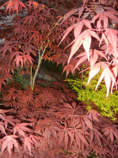 Acer palmatum Bloodgood (2014, Apr.24)