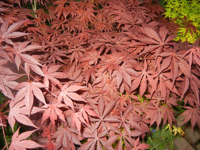 Acer palmatum Bloodgood (2014, Apr.24)