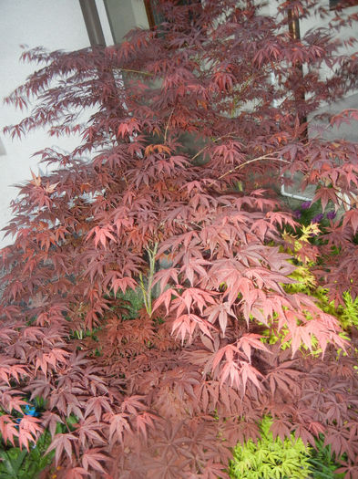 Acer palmatum Bloodgood (2014, Apr.24)