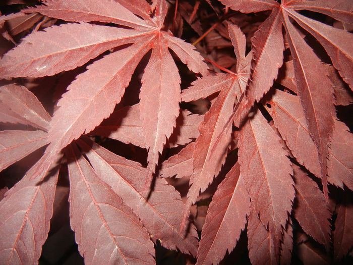 Acer palmatum Bloodgood (2014, Apr.24)