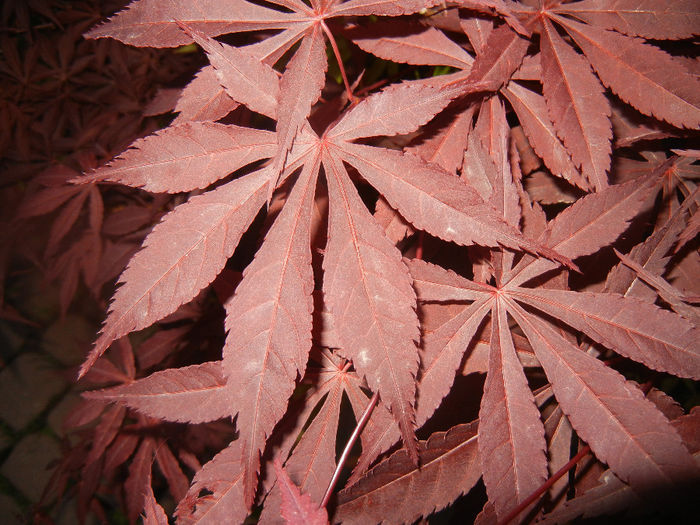 Acer palmatum Bloodgood (2014, Apr.24)