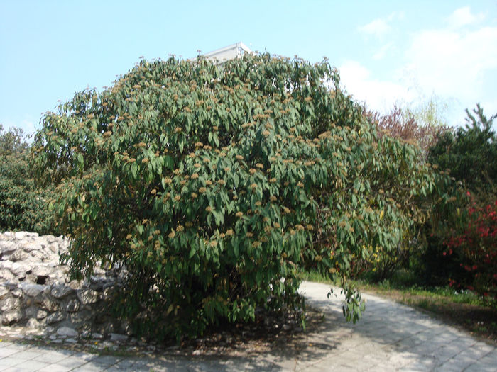 Viburnum rhytidophyllum  Hemsl. 1888