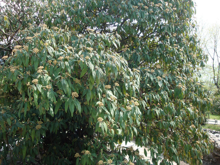 Viburnum rhytidophyllum Hemsl. 1888 - Viburnum