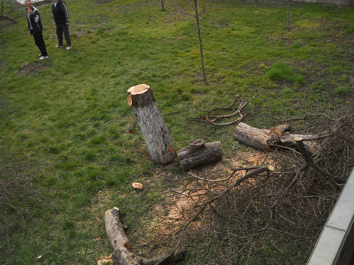 bătrânul măr...căsăpit