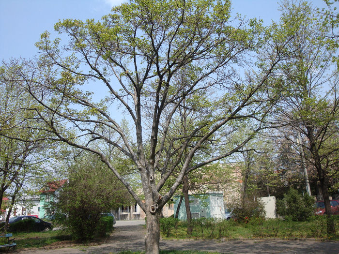 Magnolia stellata (Siebold & Zucc.) Maxim. 1823 - Magnolia