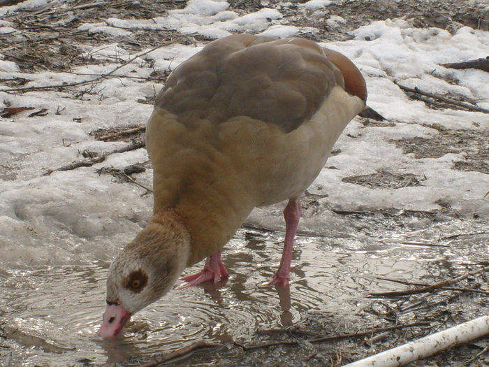 Mara ramasa singura iarna