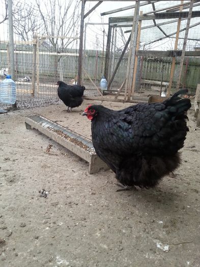 20140227_162352 - orpington negru