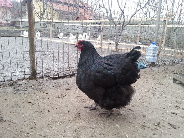20140227_162415 - orpington negru