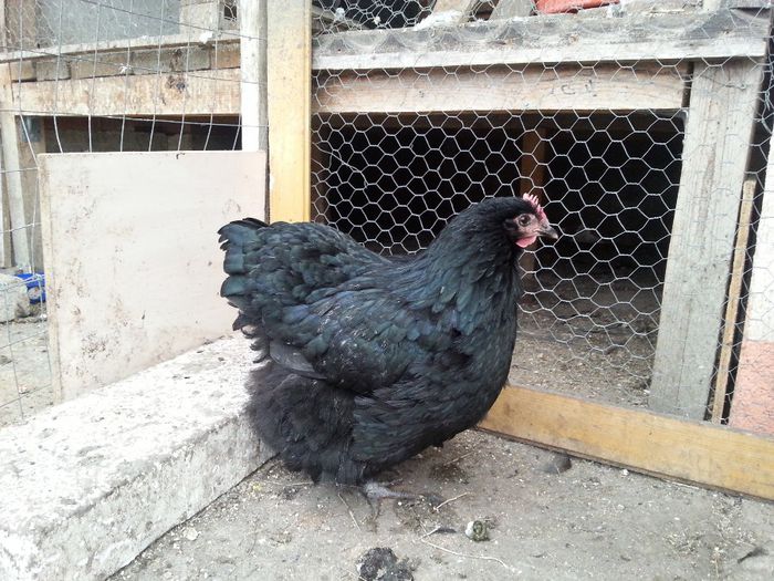 20140227_162450 - orpington negru