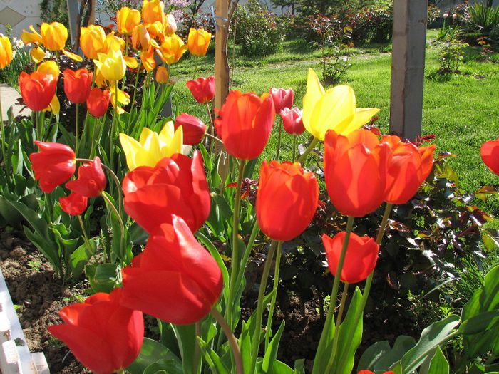 IMG_7444 - a venit primavara -2014