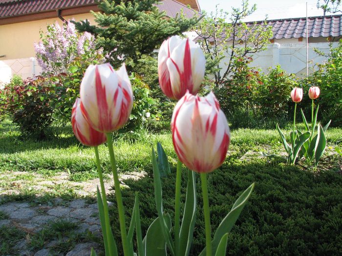 IMG_7454 - a venit primavara -2014