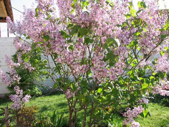 IMG_7456 - a venit primavara -2014