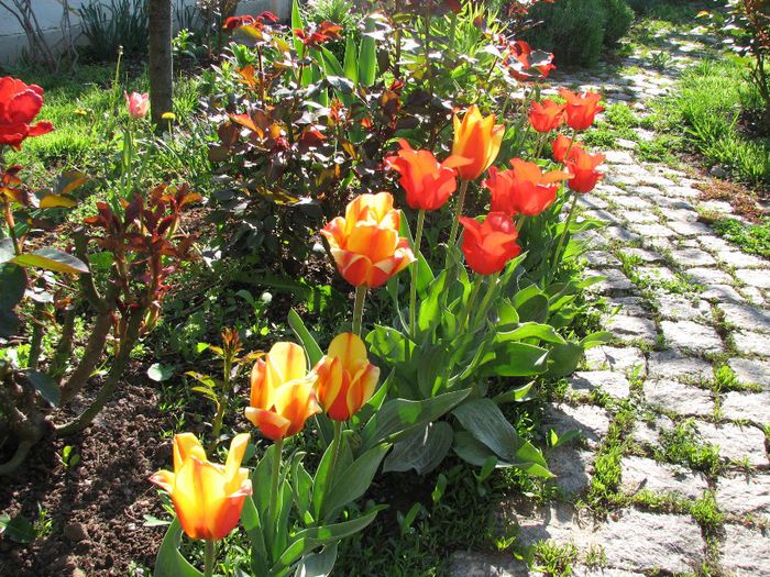 IMG_7460 - a venit primavara -2014