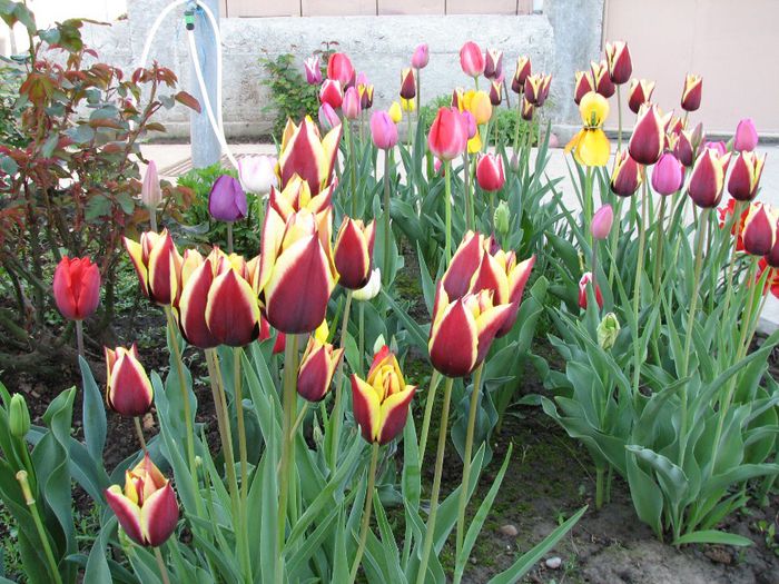 IMG_7505 - a venit primavara -2014