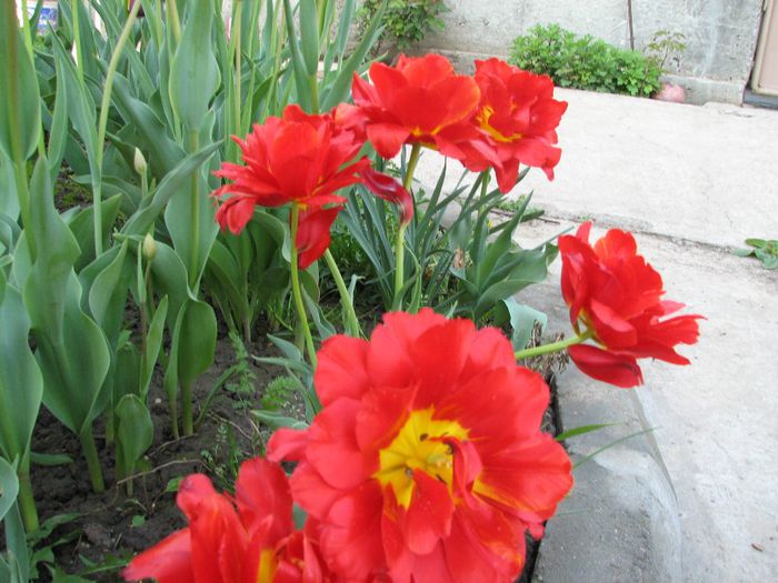 IMG_7510 - a venit primavara -2014