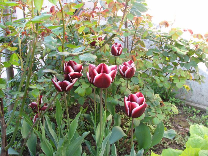 IMG_7517 - a venit primavara -2014