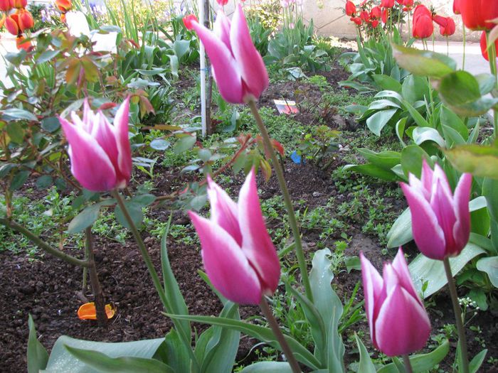 IMG_7534 - a venit primavara -2014