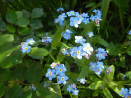 myosotis alpestris-nu ma uita-forget me not