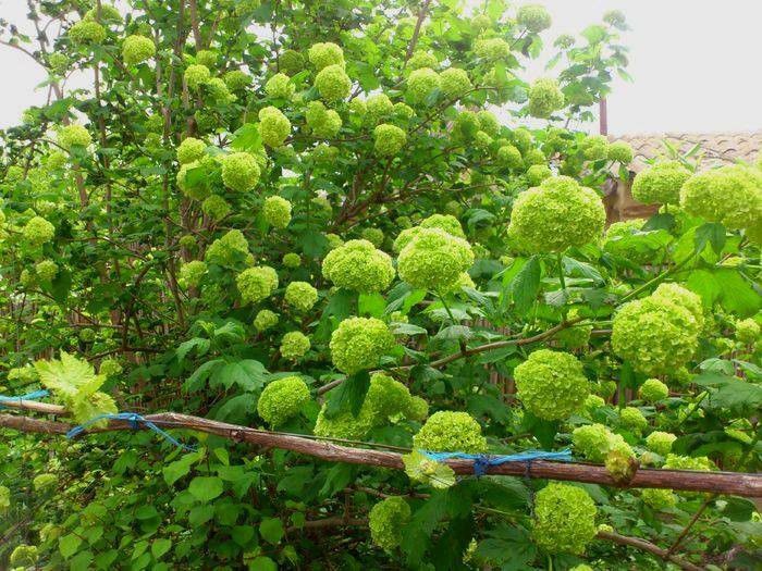 25 apr 2014 - Viburnum sau Calin