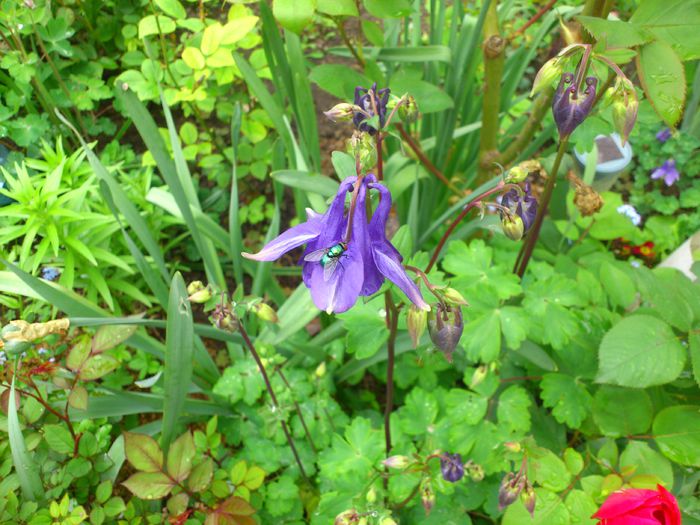 DSC_4497 - Aquillegia