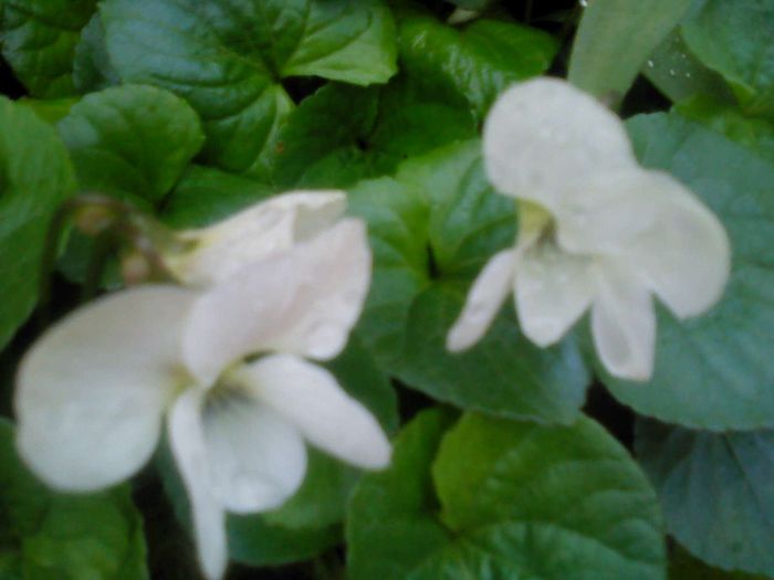 aprilie 2014 006