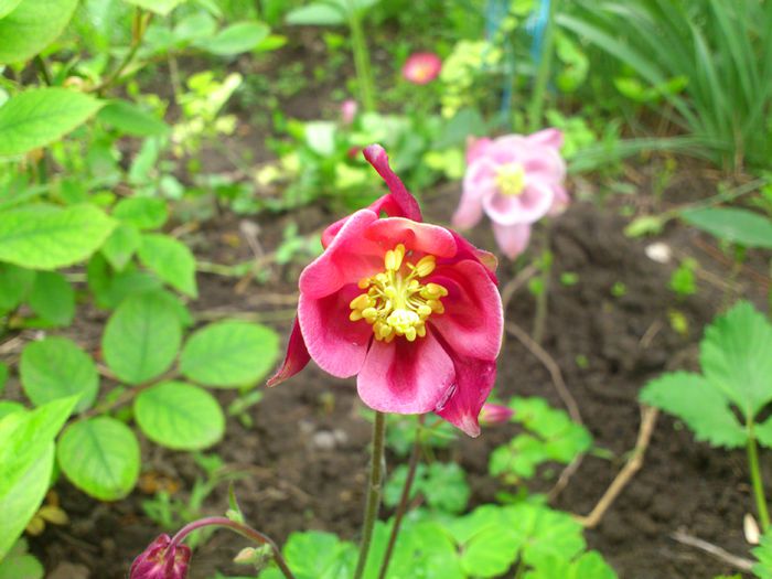 Aquilegia Winky-Rose-Rose