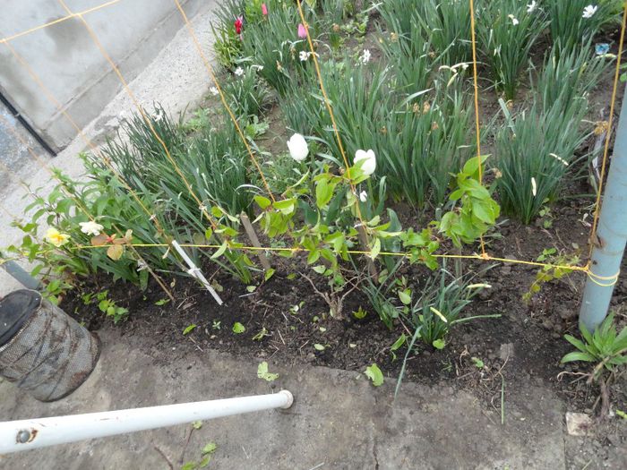 kiwi jenii si anastasia pereche - PLANTELE MELE DIN GRADINA2014