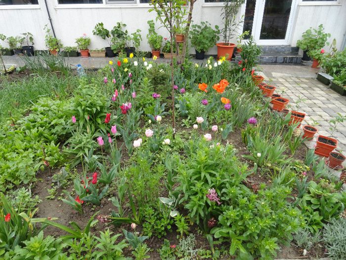 gradinita de flori - PLANTELE MELE DIN GRADINA2014