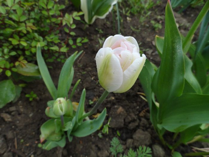 lalea - PLANTELE MELE DIN GRADINA2014