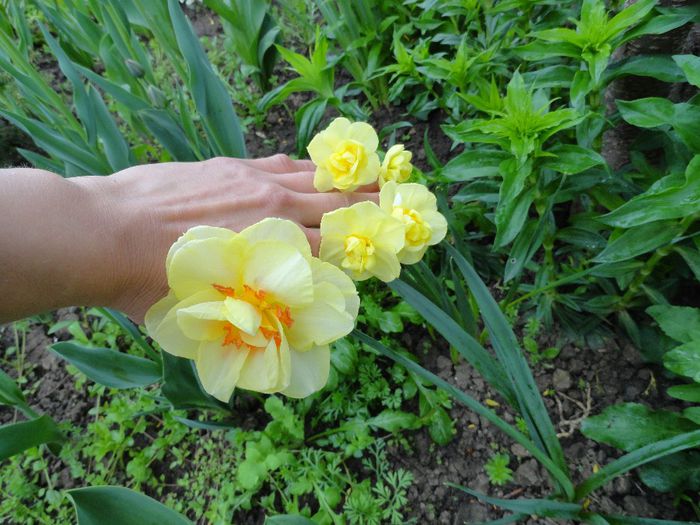 soiuri de narcise - PLANTELE MELE DIN GRADINA2014
