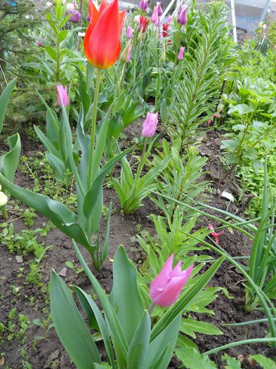 DSC06275 - PLANTELE MELE DIN GRADINA2014