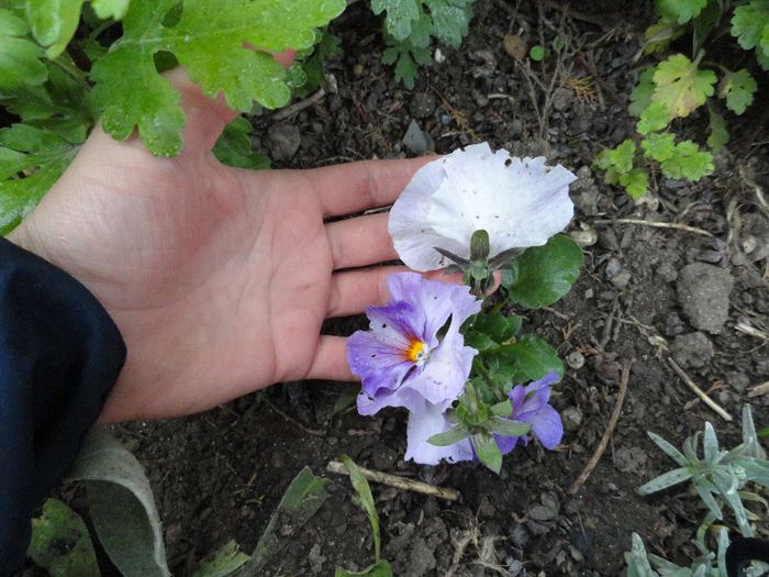 DSC06284 - PLANTELE MELE DIN GRADINA2014
