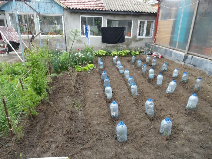 rosi din aprilie - PLANTELE MELE DIN GRADINA2014