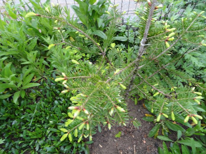 bradutul cel mare - PLANTELE MELE DIN GRADINA2014