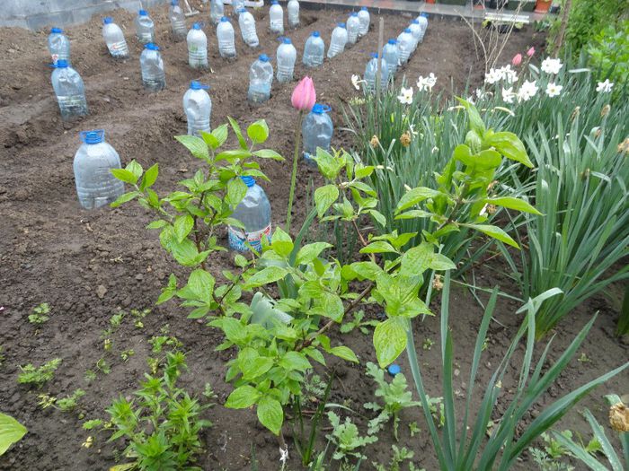 coarne - PLANTELE MELE DIN GRADINA2014