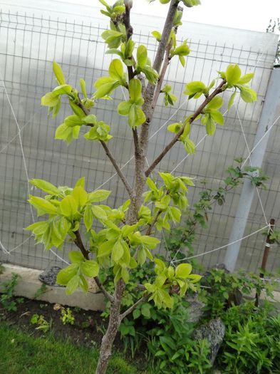 kaki dupa iarna - PLANTELE MELE DIN GRADINA2014