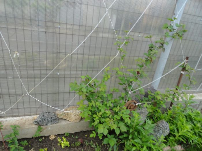 murul fara tepi de anul trecut - PLANTELE MELE DIN GRADINA2014