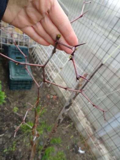 copacul de ciocolata cu mugurei - PLANTELE MELE DIN GRADINA2014