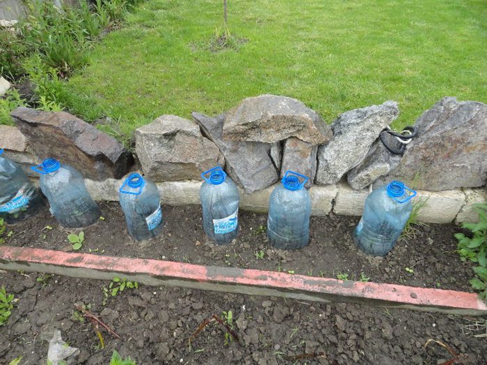 pisalys in gradina - PLANTELE MELE DIN GRADINA2014