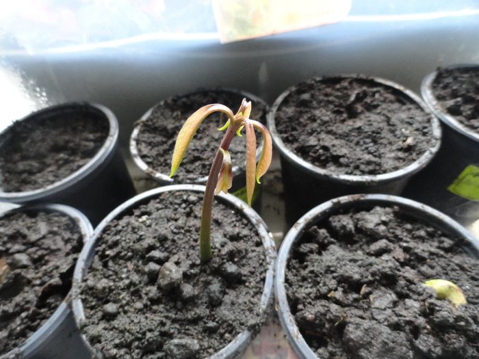 mango randul 2 acum venim - germinari plantute  in2014