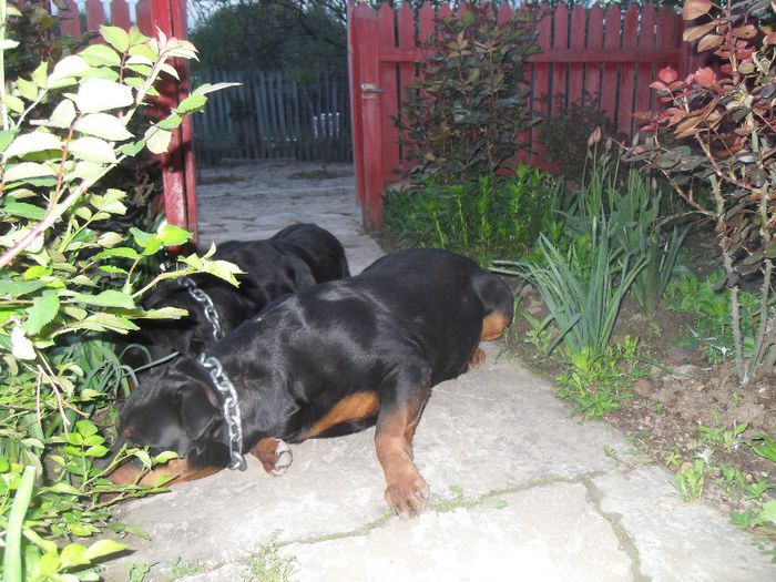 ROTTWEILER 102 - Comportament si caracter TASHA SI ROKY 23-04-2014