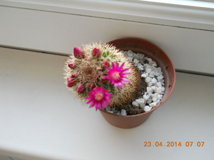 003 - APRILIE 2014