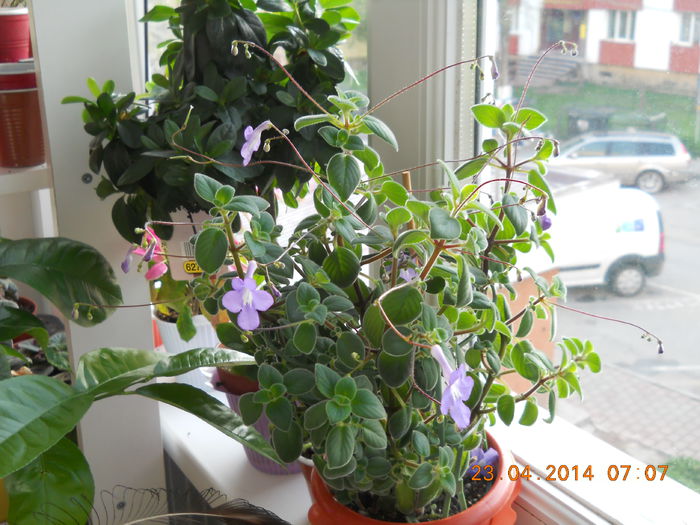 004 - APRILIE 2014