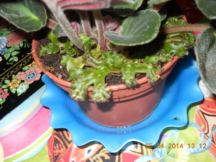 015 - APRILIE 2014