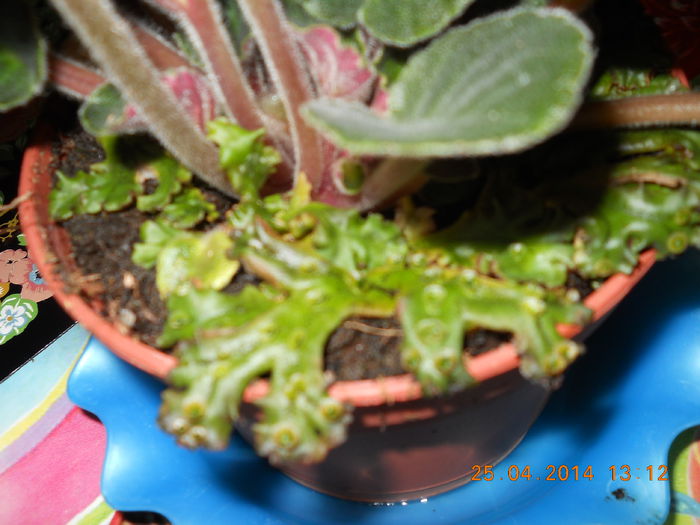 017 - APRILIE 2014