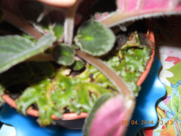 020 - APRILIE 2014