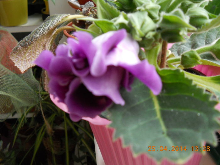 024 - APRILIE 2014