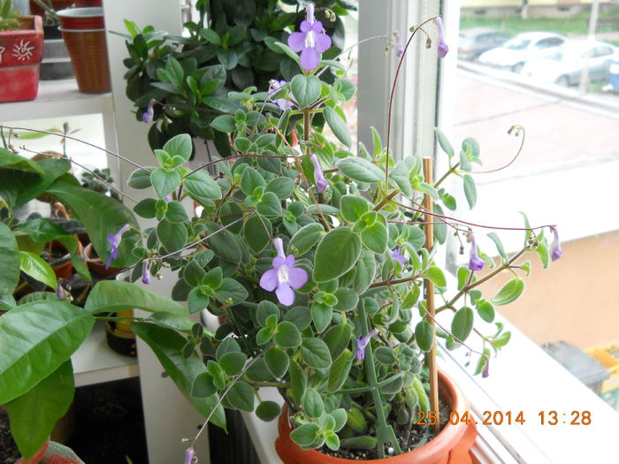 025 - APRILIE 2014